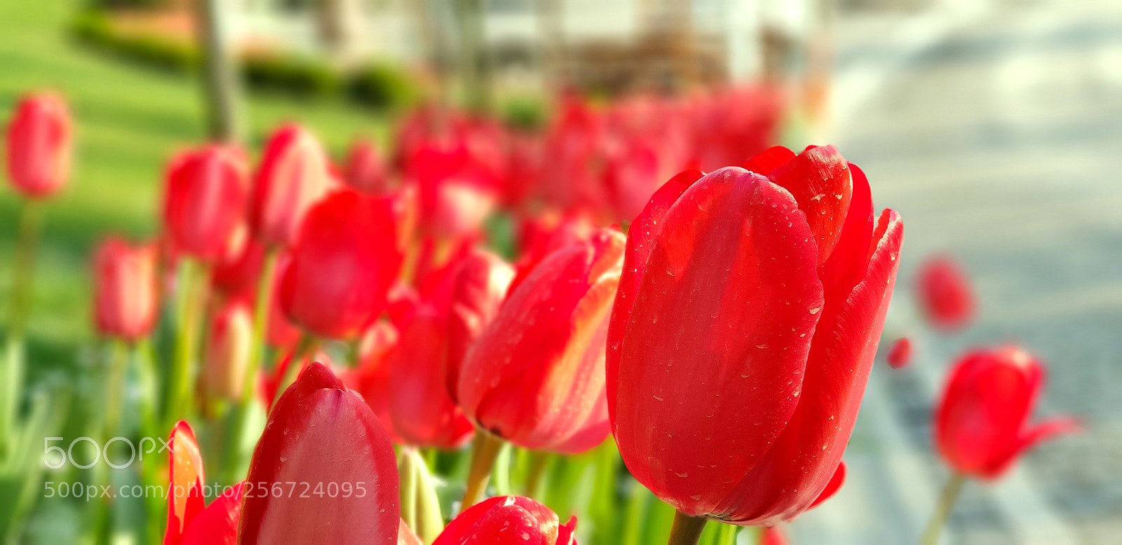 Samsung Galaxy S9+ sample photo. 20180323_173455.jpg photography