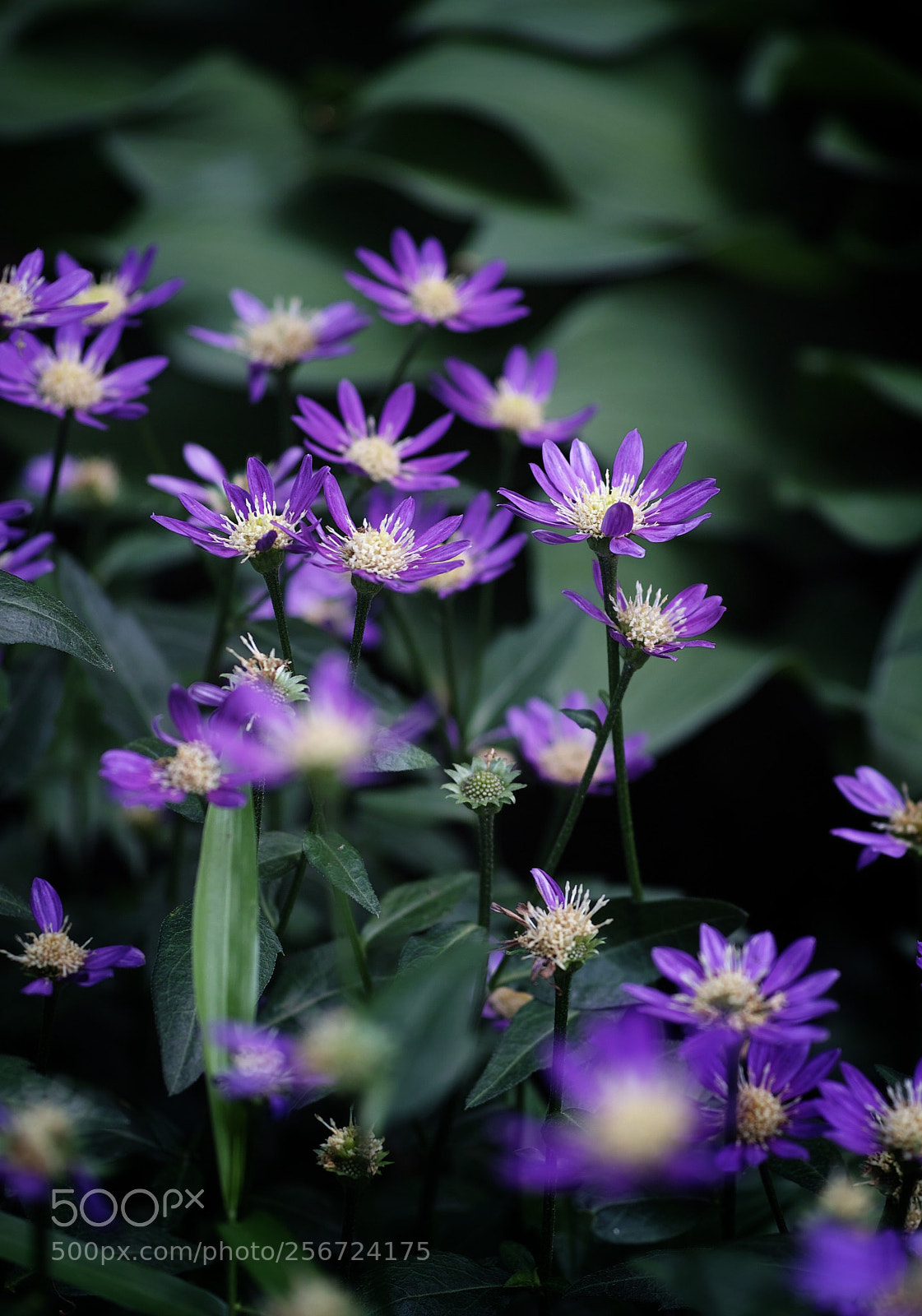 Sigma DP3 Merrill sample photo. Japanese aster, called 'miyakowasure' photography