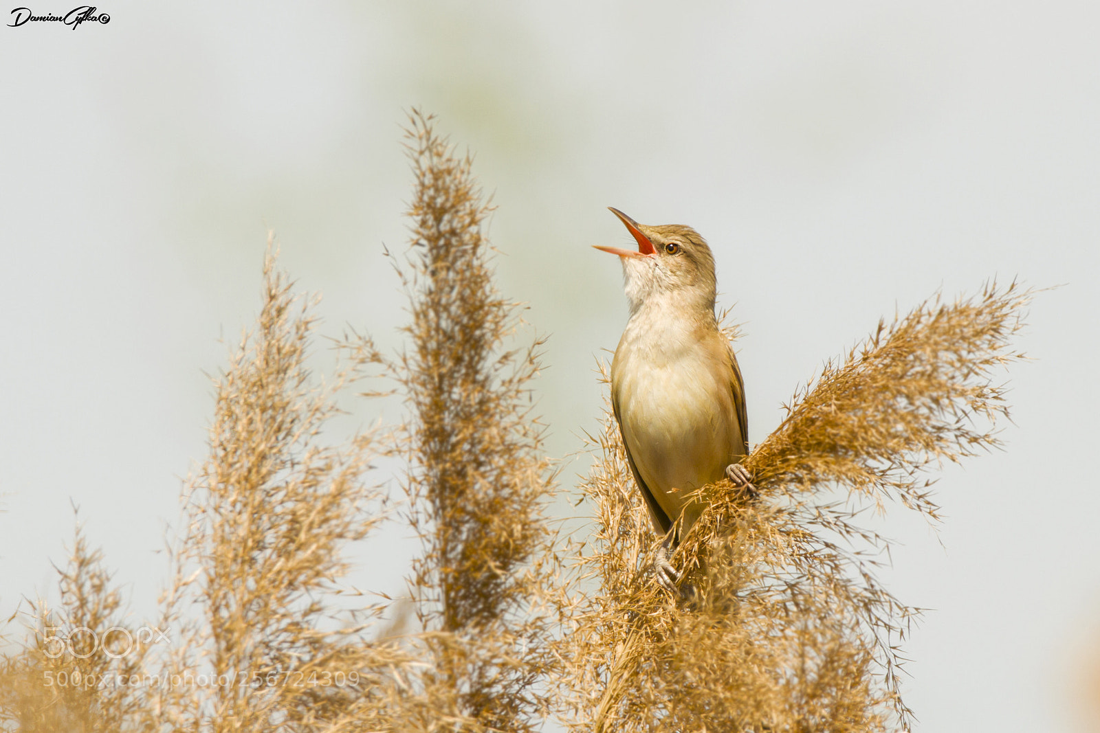 Canon EOS 7D sample photo. Great reed warbler photography