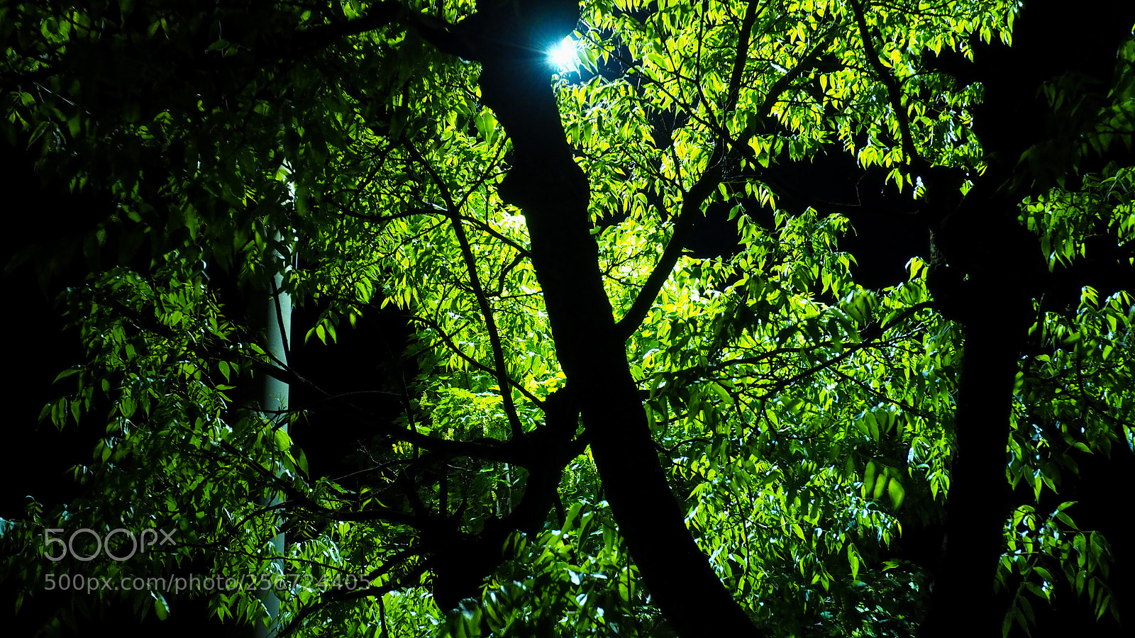 Olympus OM-D E-M10 II sample photo. Beautyfull nature photography