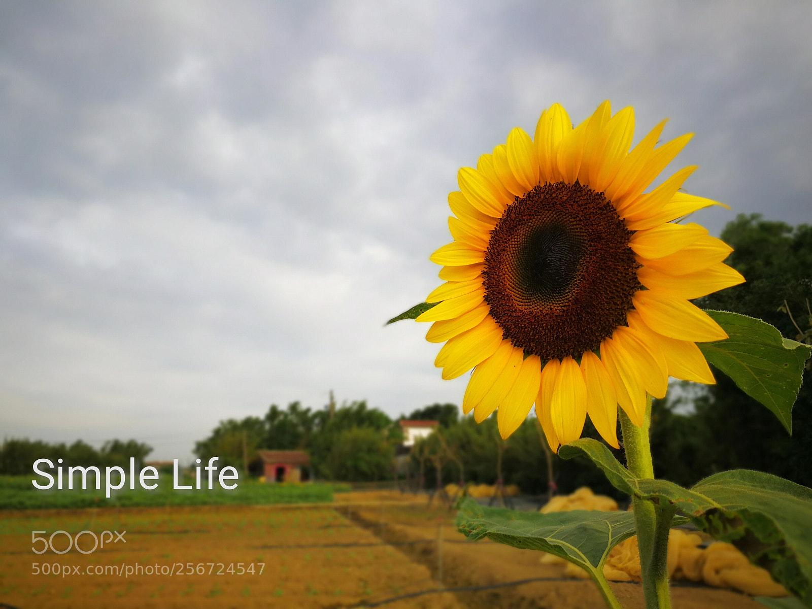 HUAWEI Mate 9 sample photo. Sunflower photography