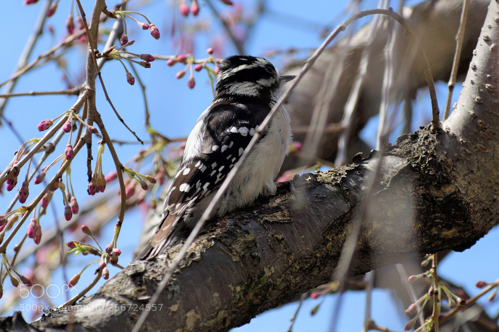 Nikon D5500 sample photo. Woodpecker photography