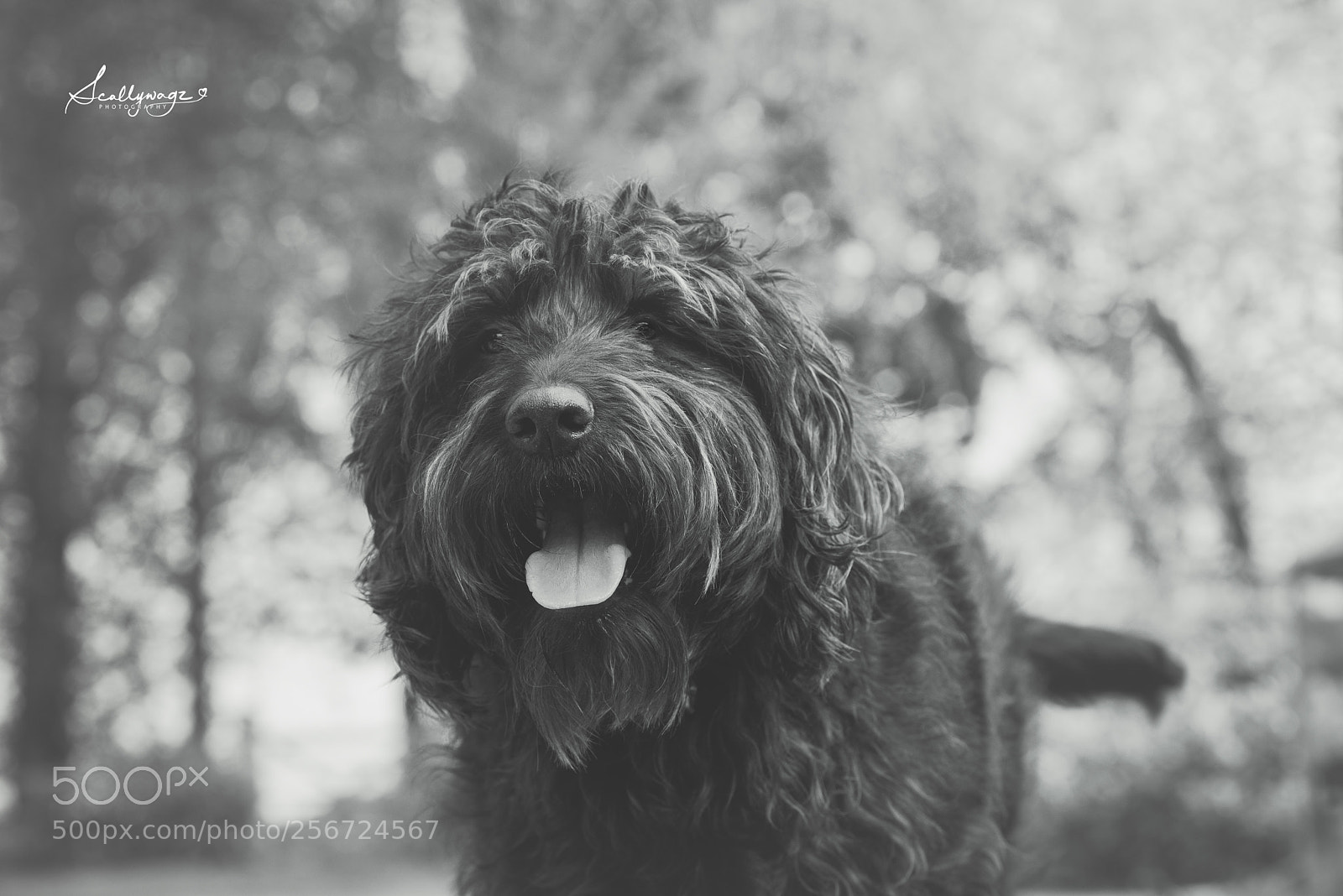 Nikon D750 sample photo. Sunny eyes b&w photography