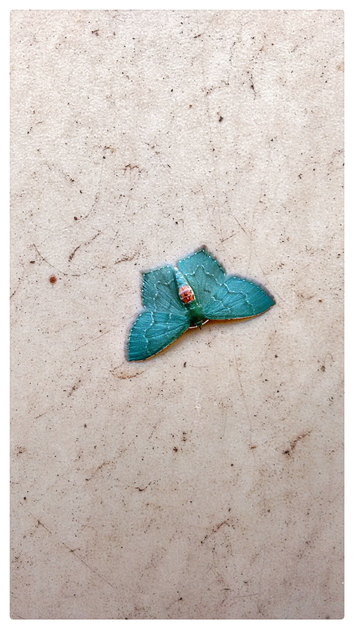Motorola Moto G (2nd Gen) sample photo. Butterfly. photography