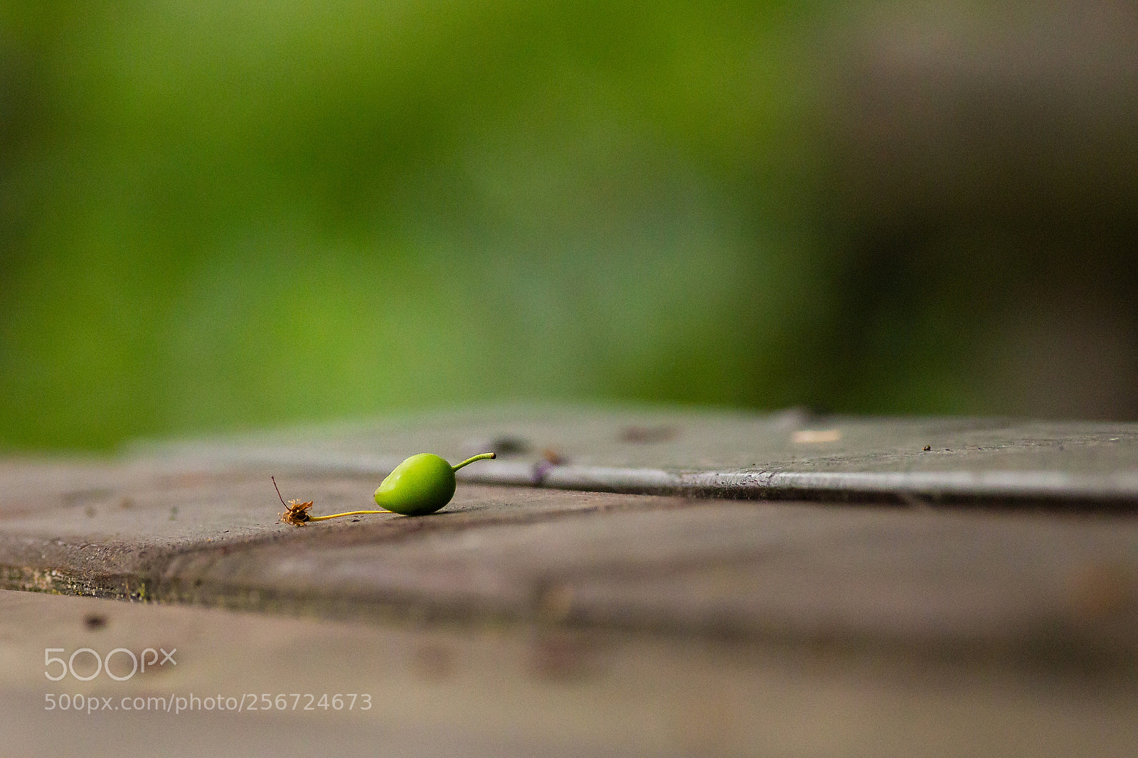 Canon EOS 6D sample photo. Under the tree photography