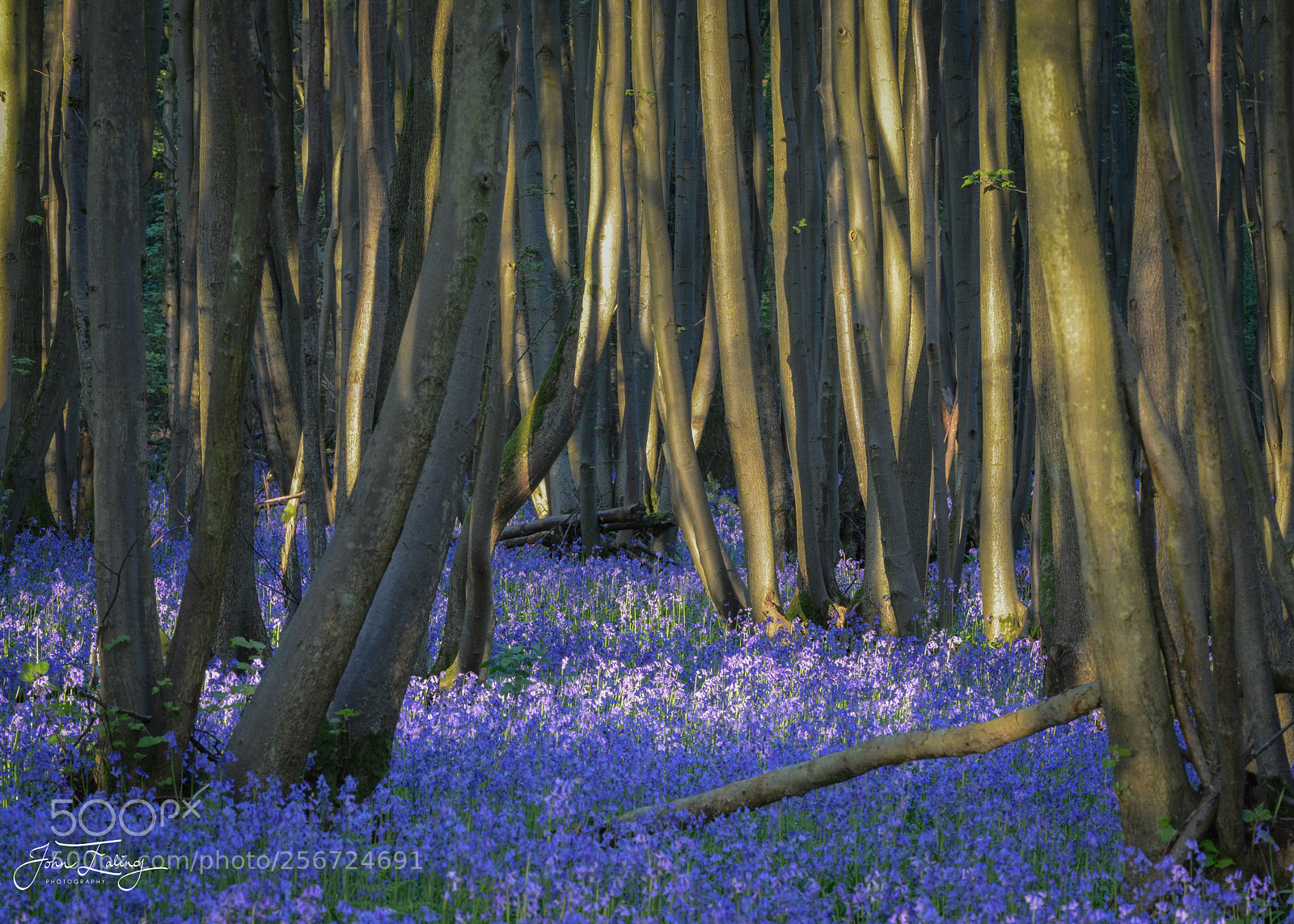 Nikon D800 sample photo. Blue glade photography