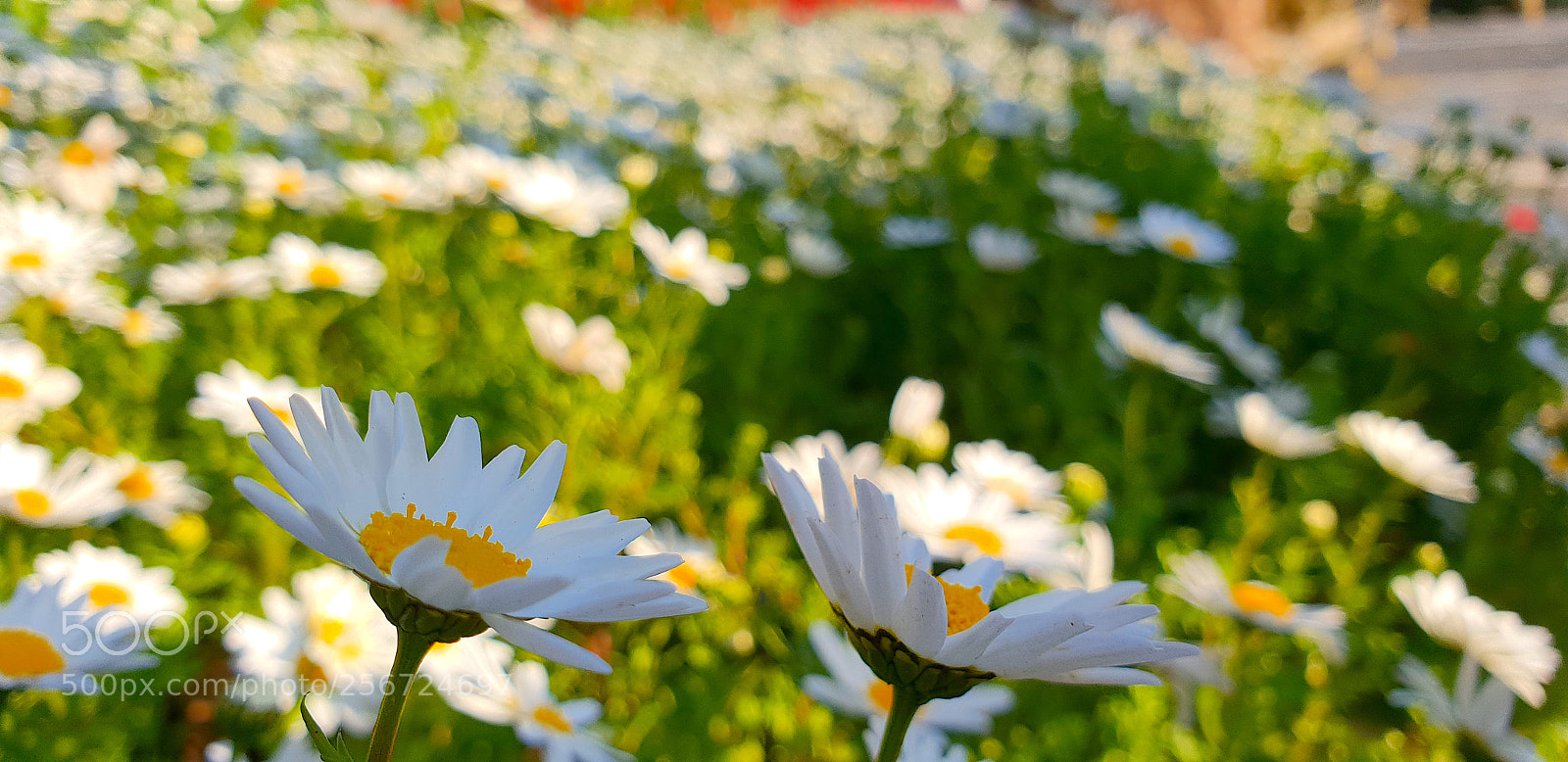 Samsung Galaxy S9+ sample photo. 20180323_173657.jpg photography