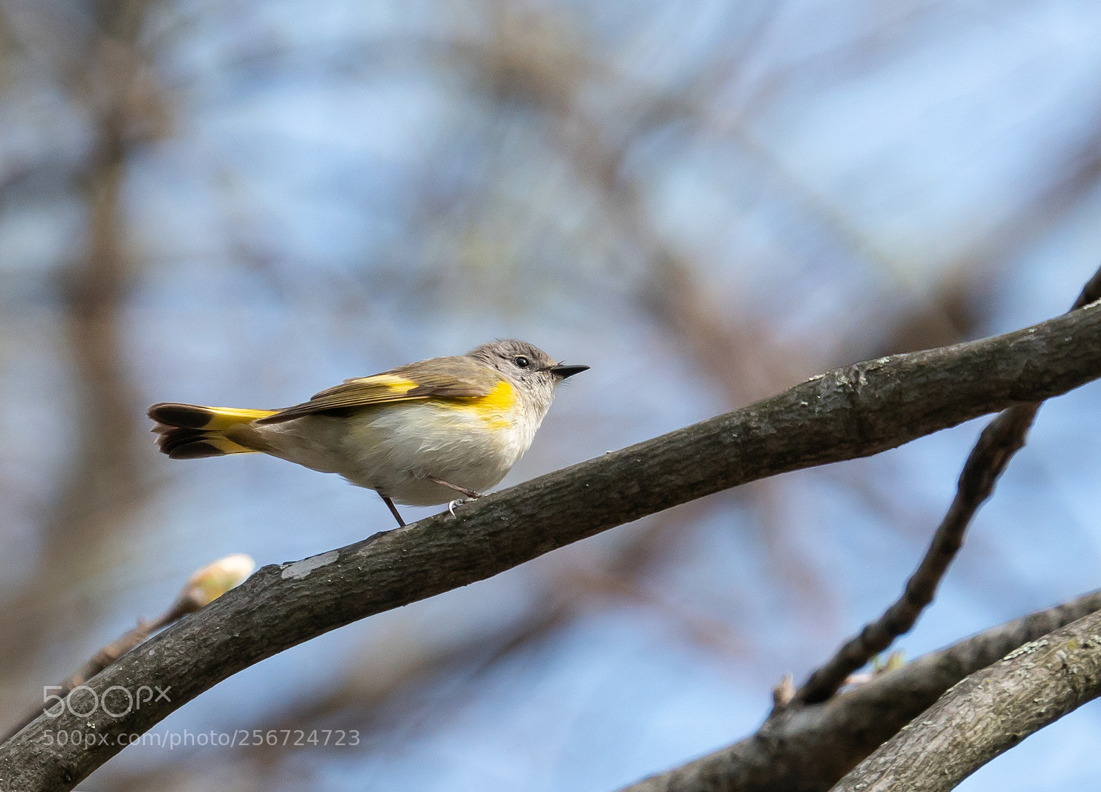 Sony a6300 sample photo. American redstart (female) photography