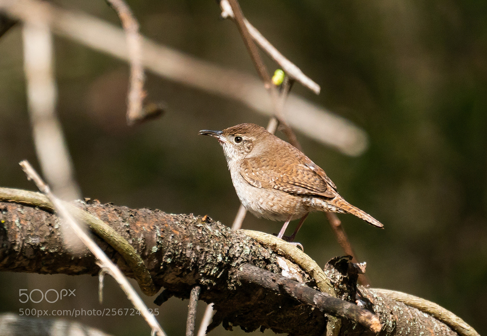 Sony a6300 sample photo. House wren photography