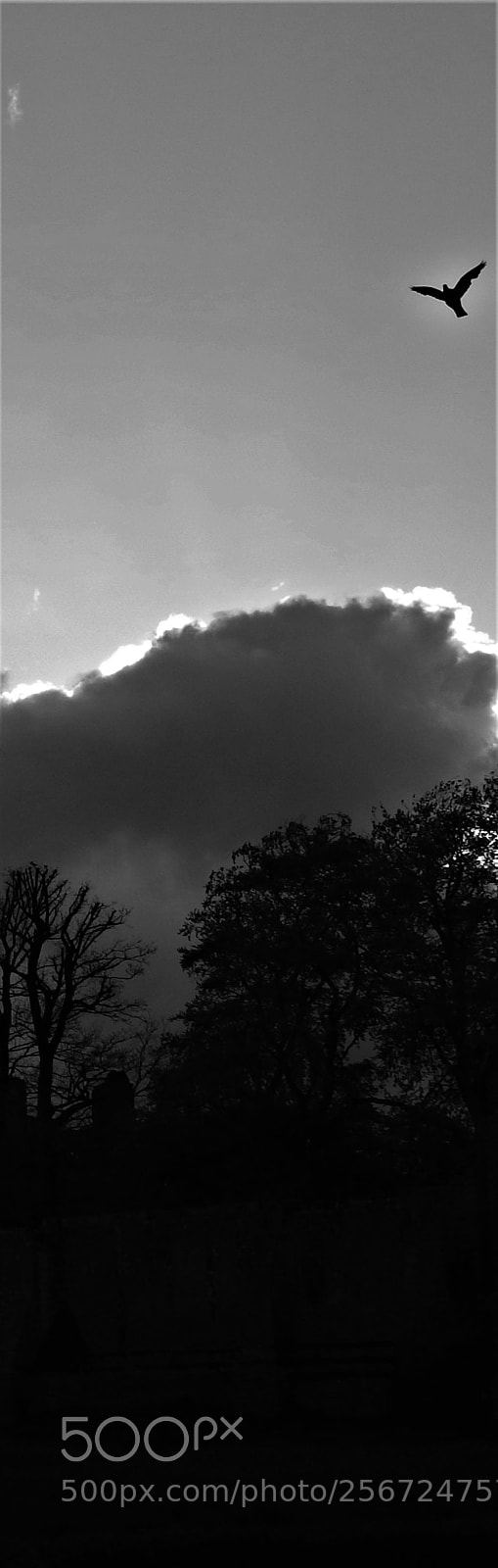 Nikon Coolpix P900 sample photo. Free photography