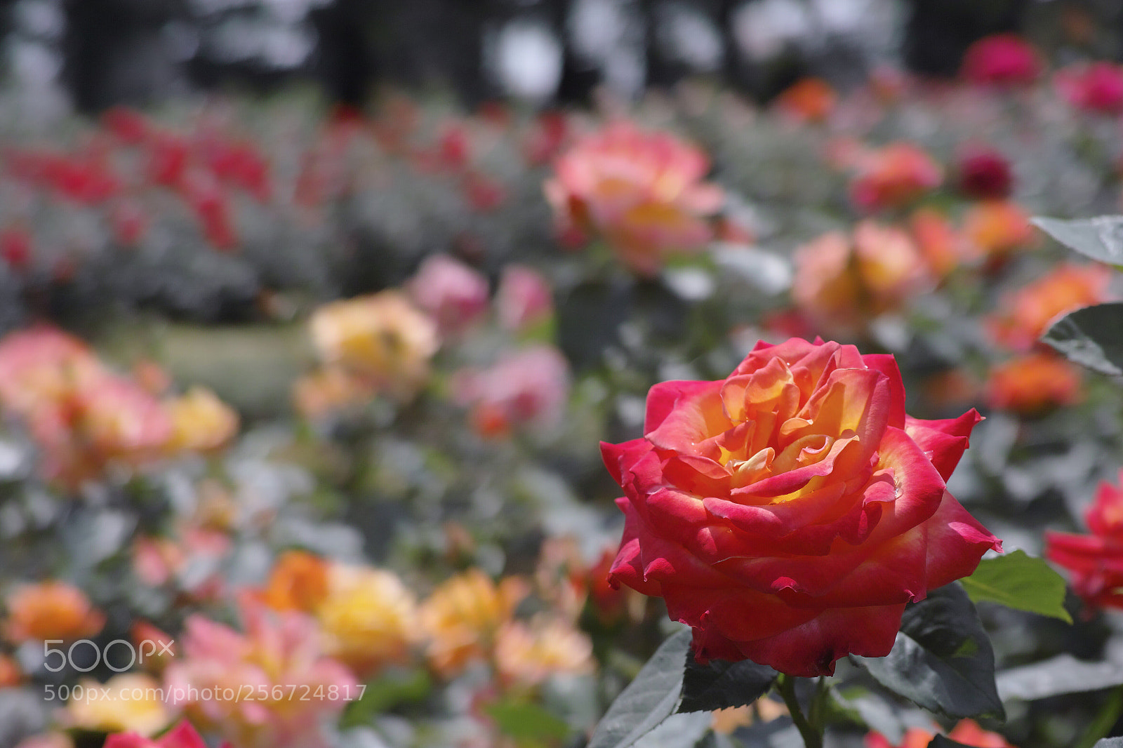 Sigma DP3 Merrill sample photo. Spring rose photography