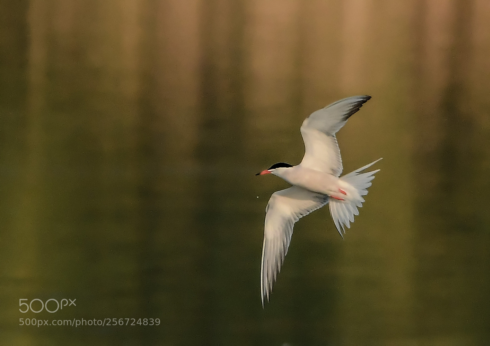 Nikon D500 sample photo. Sterne pierregarin photography