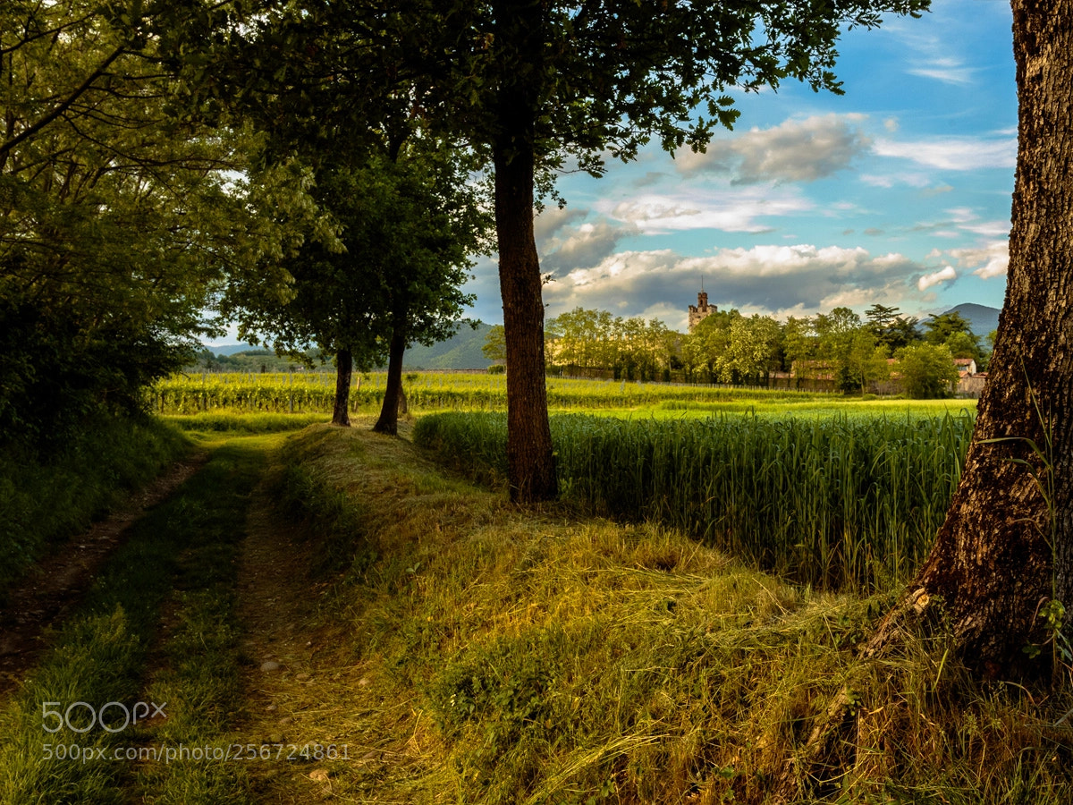 Canon EOS 6D sample photo. Tra vigne frumento e photography