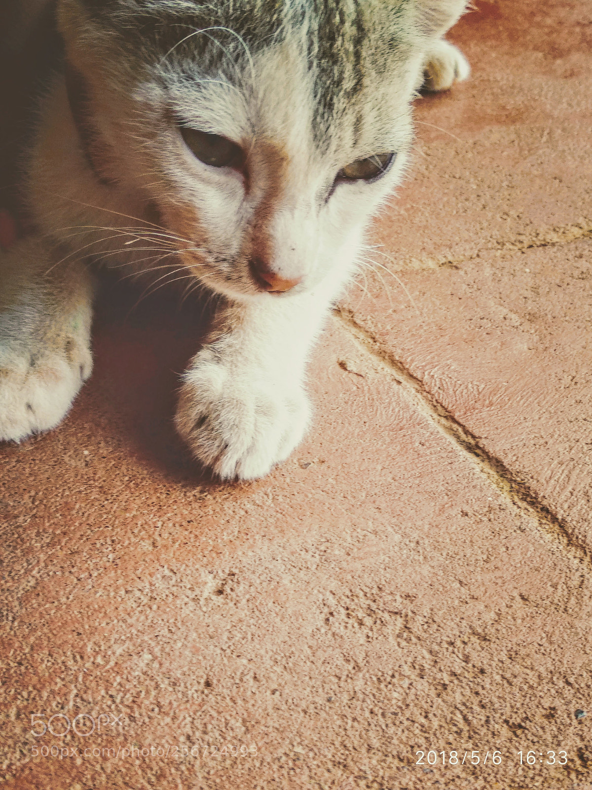 Xiaomi Mi A1 sample photo. Untitled photography