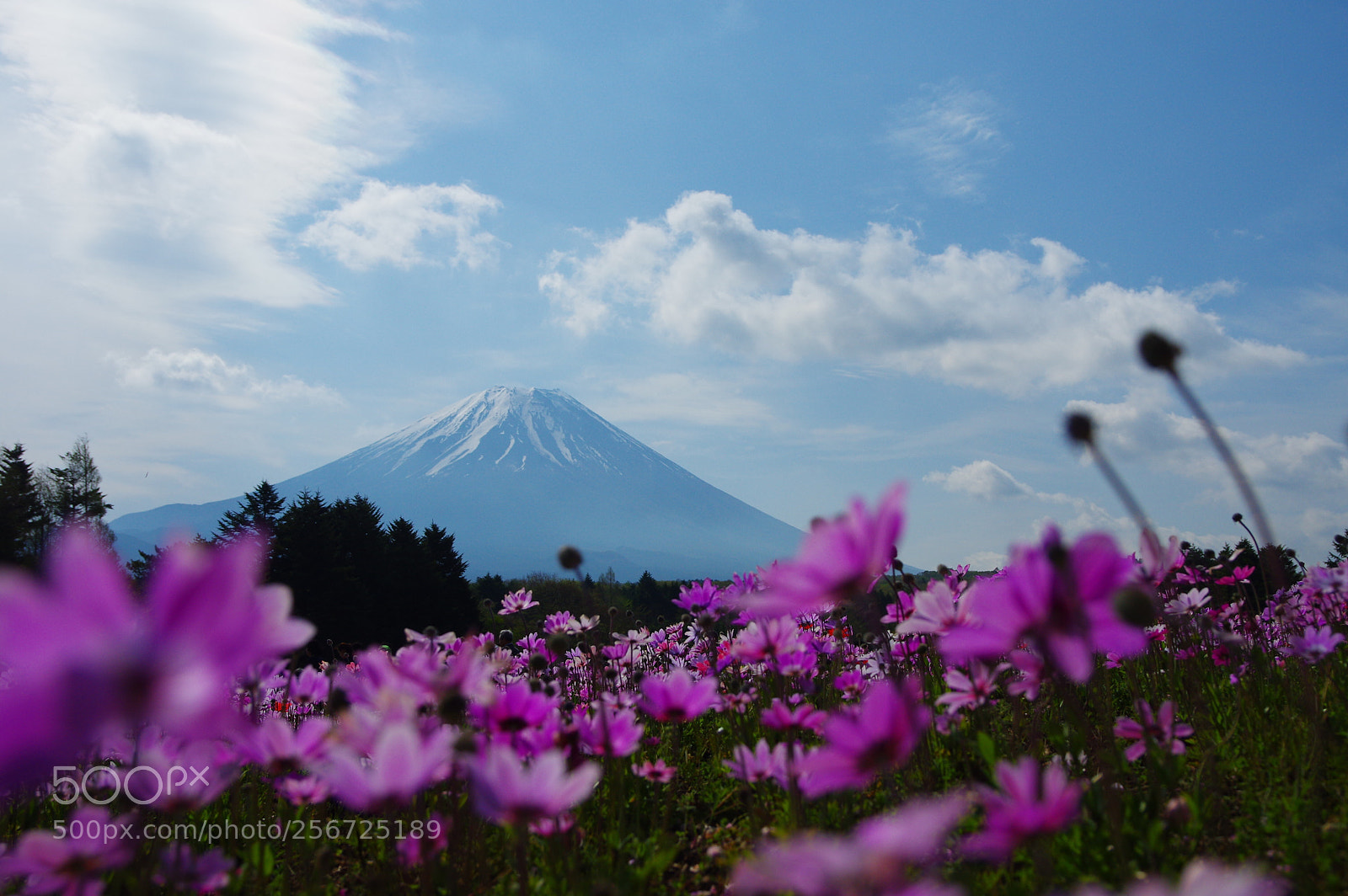 Pentax K-3 II sample photo. Fuji with anemones photography