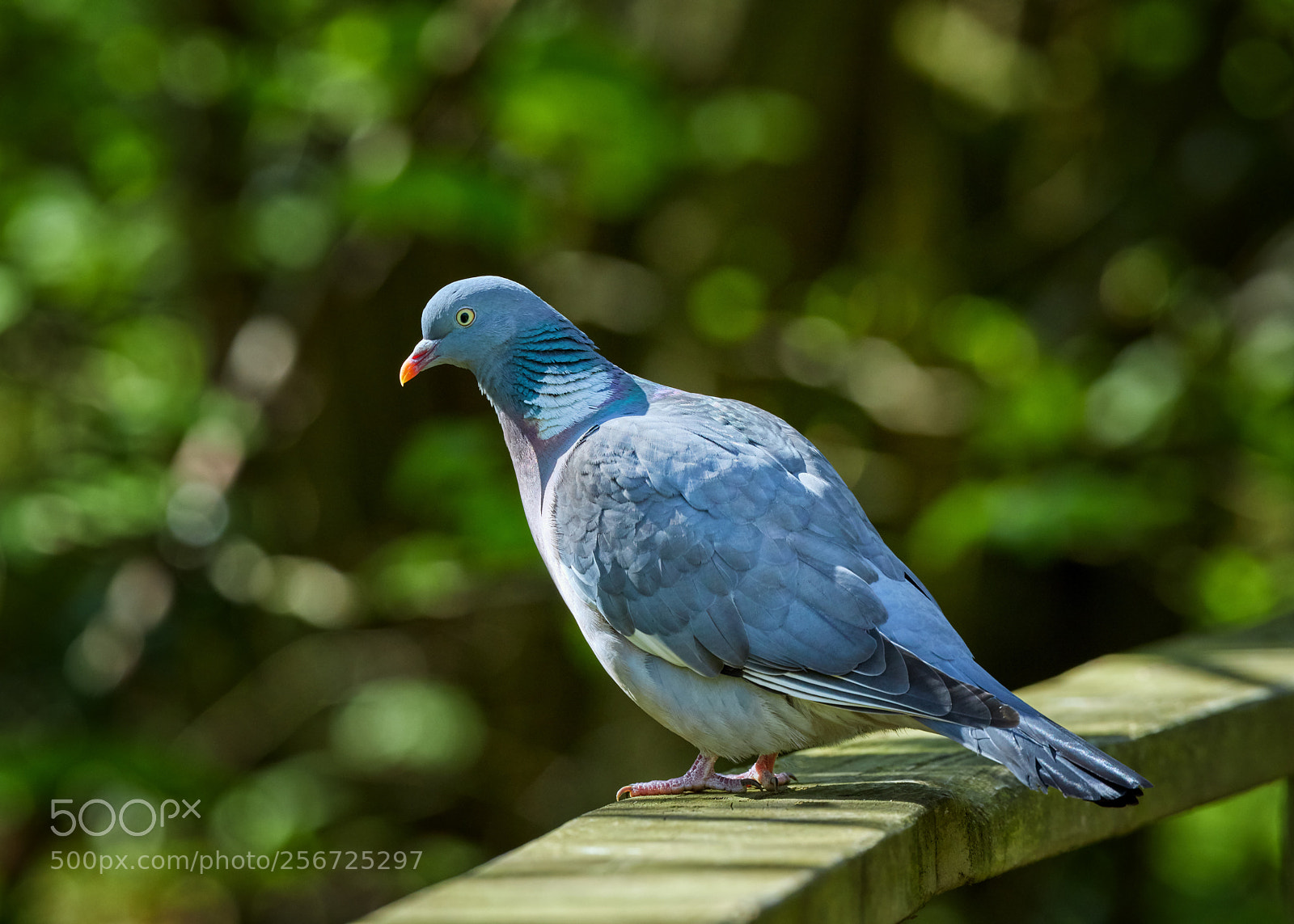 Canon EOS 5D Mark IV sample photo. Pigeon colours photography