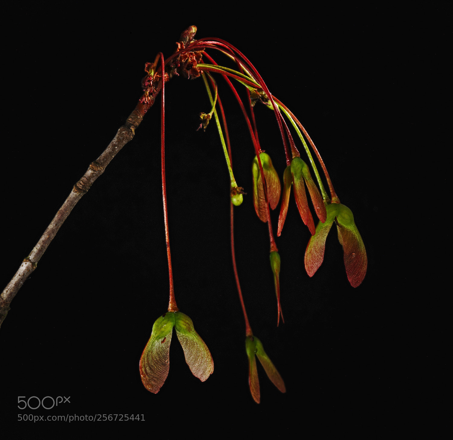 Sony a7R II sample photo. May maple seeds dangling photography