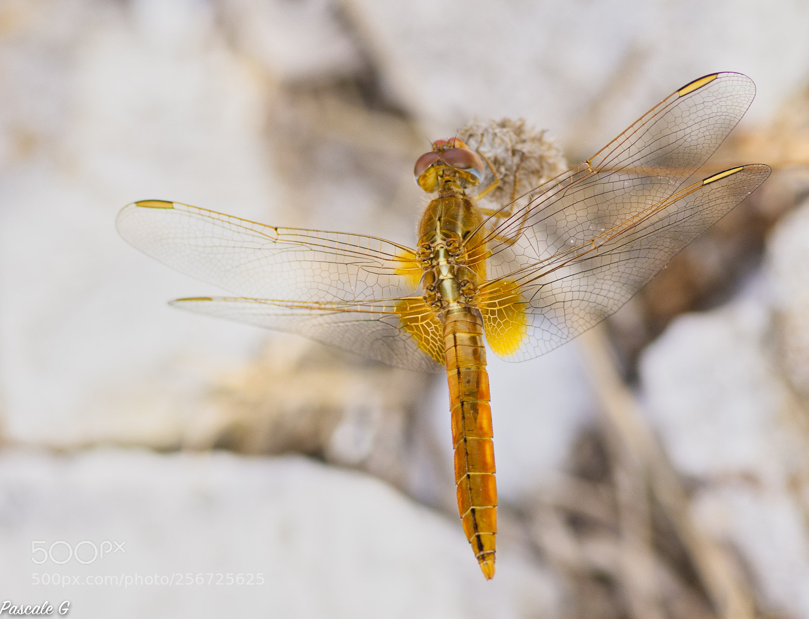Nikon D7100 sample photo. Aerian view vue de photography