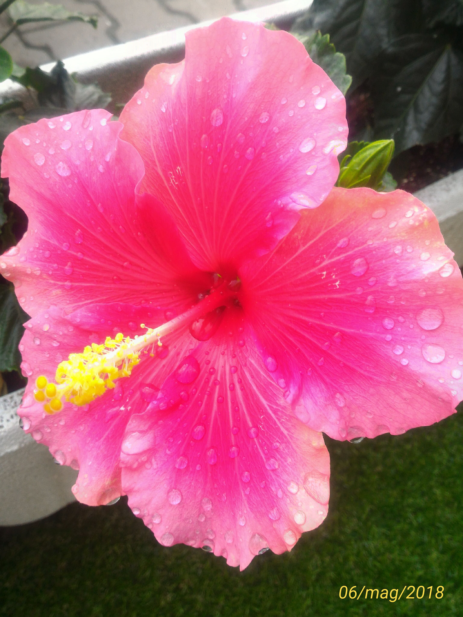 ASUS ZenFone 2 (ZE551ML) sample photo