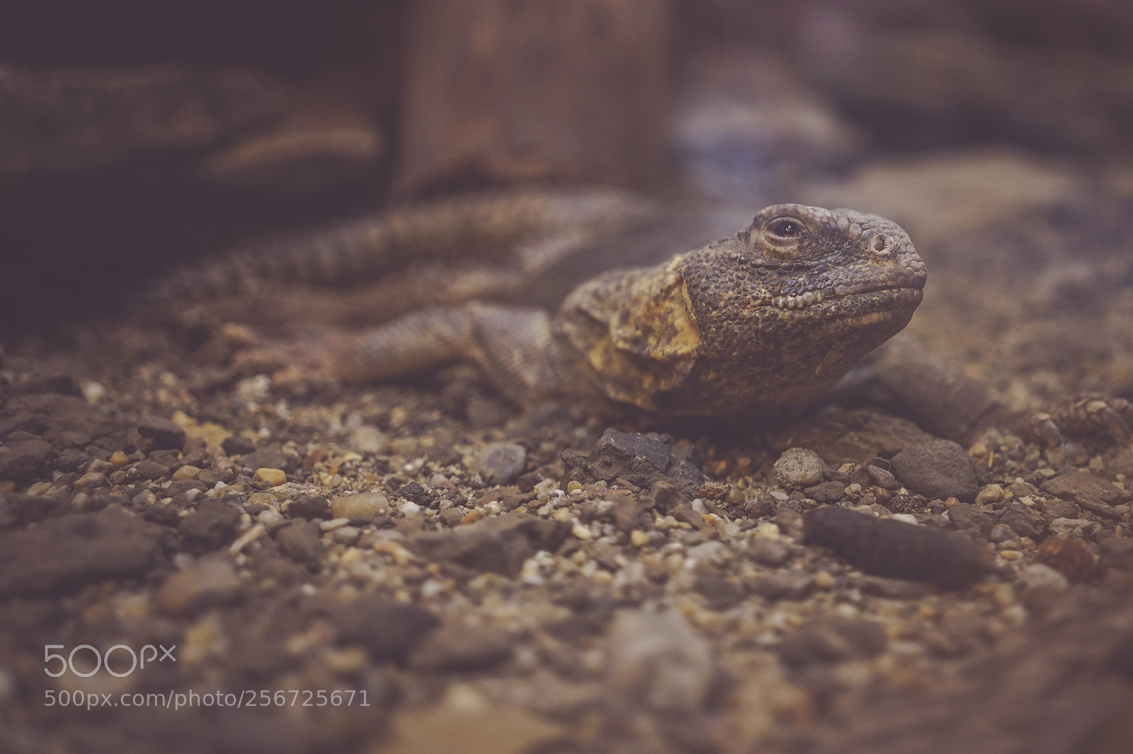 Sony a7 sample photo. Iguana photography