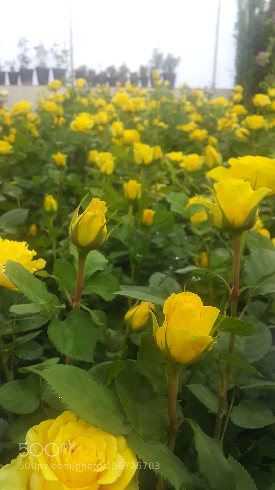 Samsung Galaxy Note4 sample photo. Untitled photography