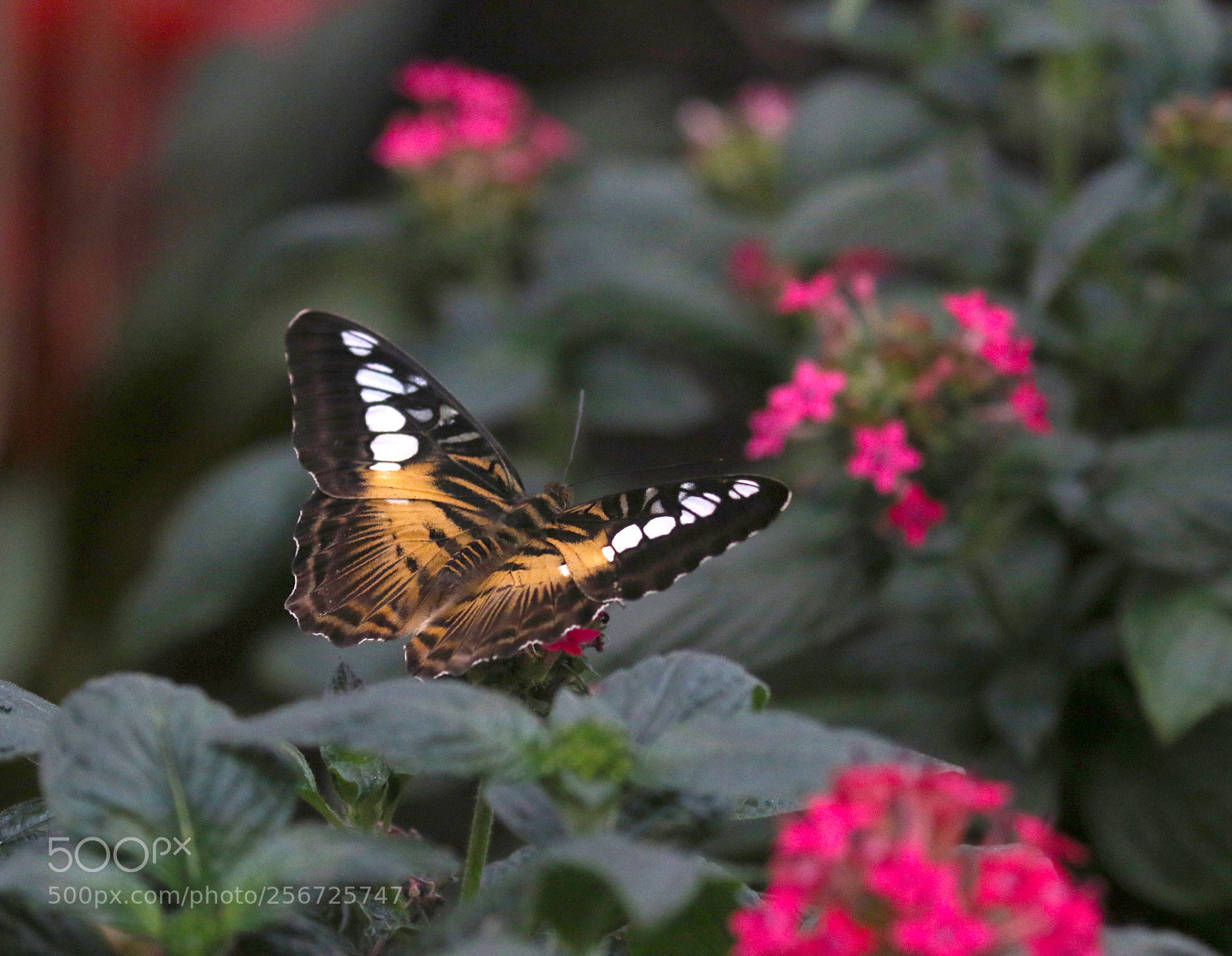 Canon EOS 7D Mark II sample photo. Garden glory photography