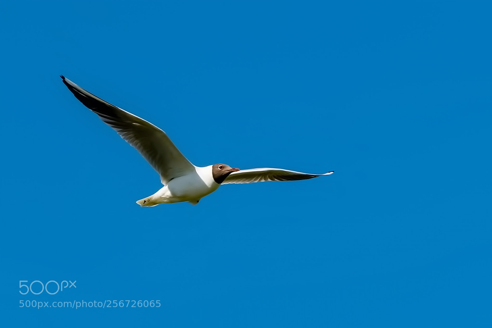Nikon D500 sample photo. Seagull photography