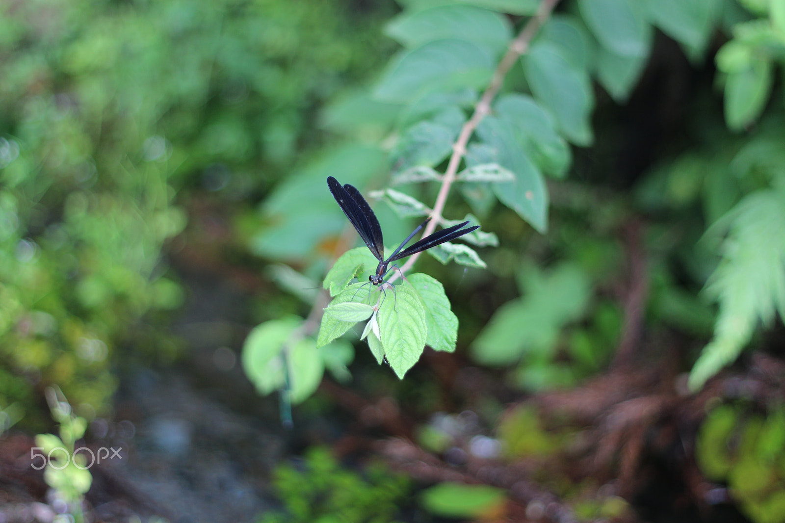 Canon EOS M + Canon EF 50mm F1.8 II sample photo. Dragonfly photography