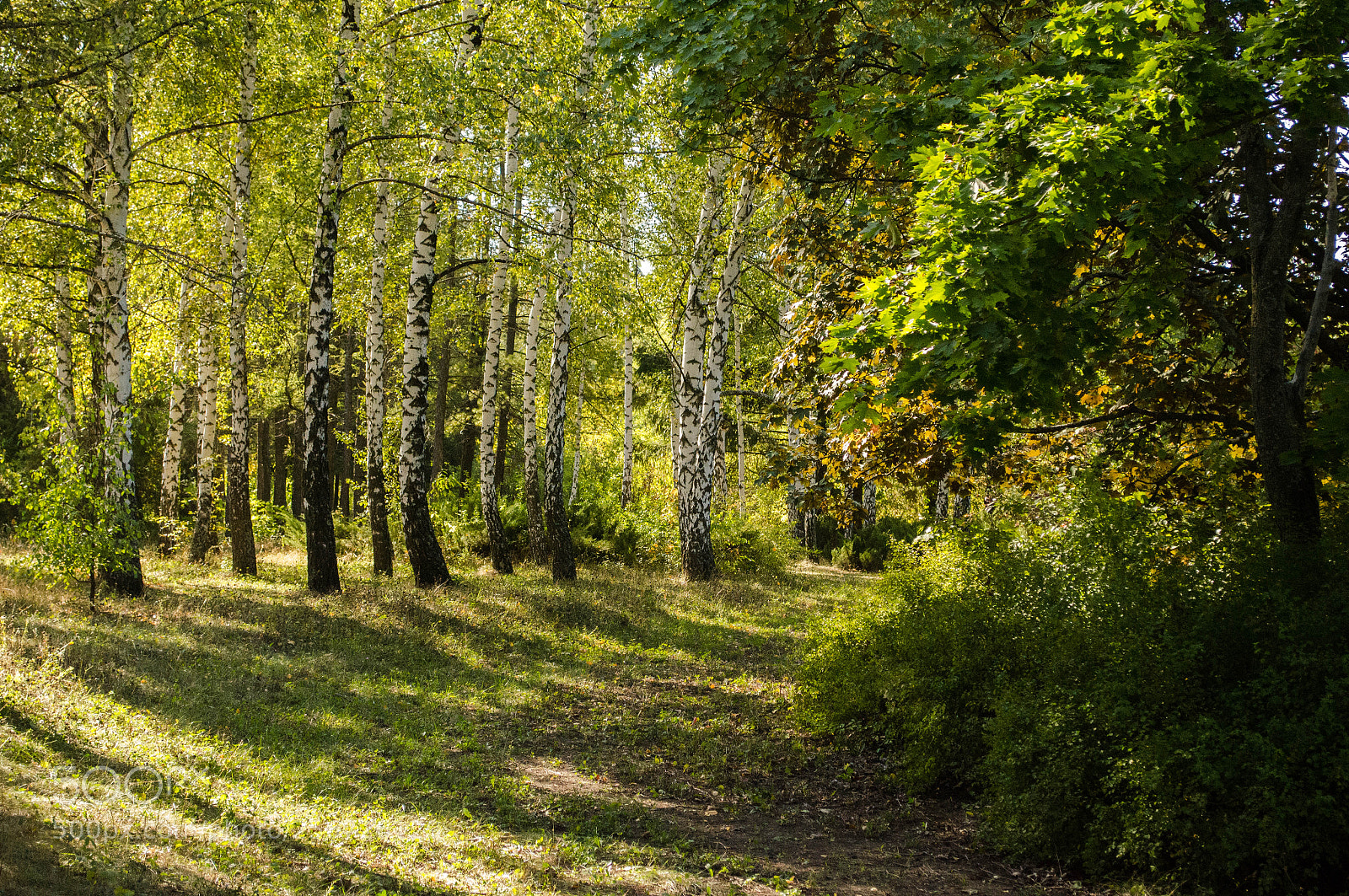 Nikon D5100 sample photo. Ботанический сад photography