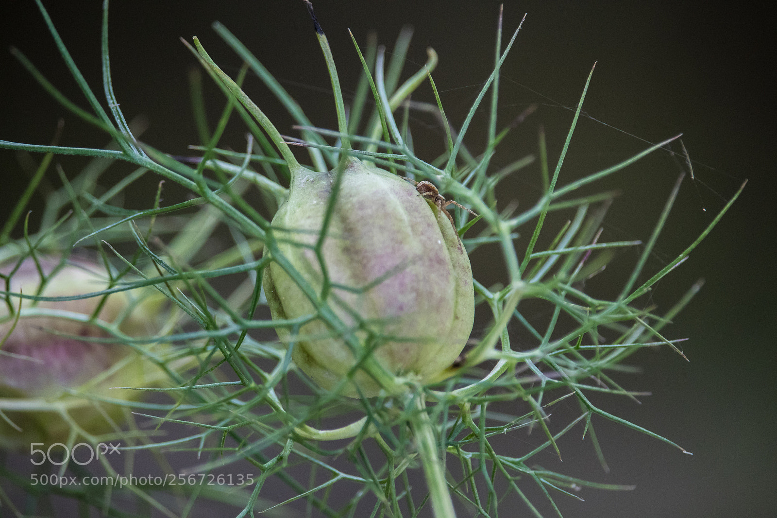Canon EOS 80D sample photo. Abstract spider photography