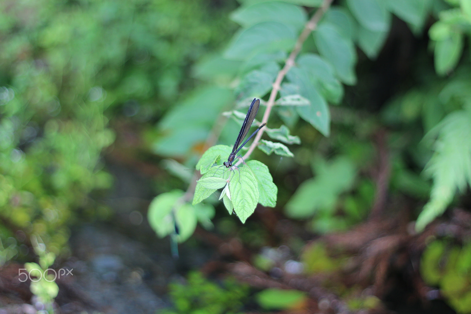 Canon EOS M + Canon EF 50mm F1.8 II sample photo. Dragon fly photography