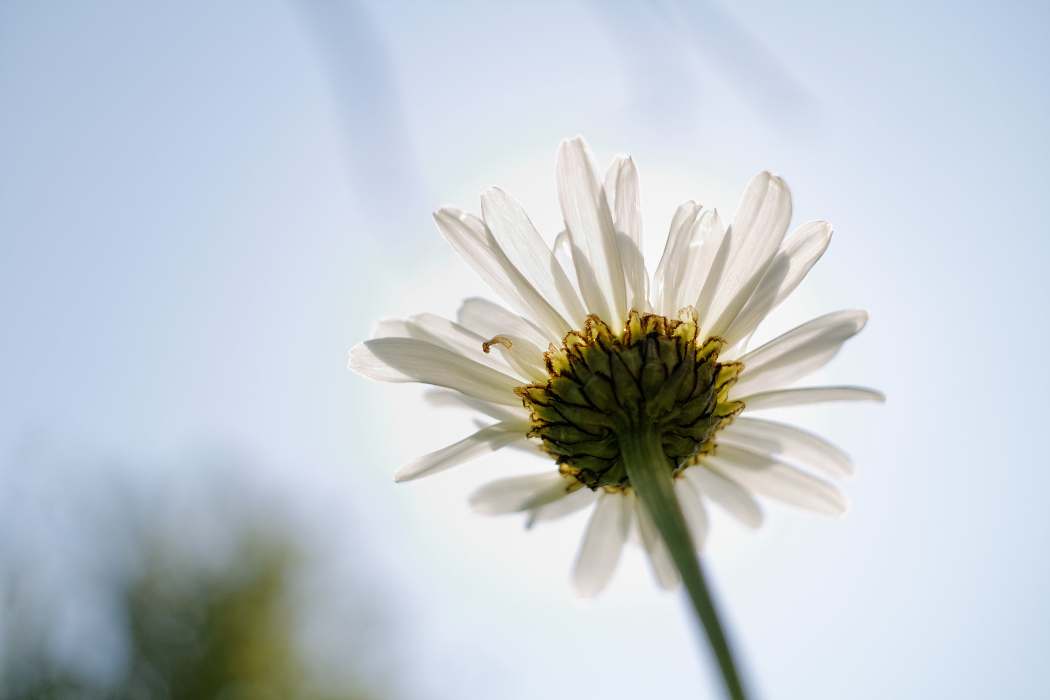 Canon EF-S 24mm F2.8 STM sample photo. Marguerite photography