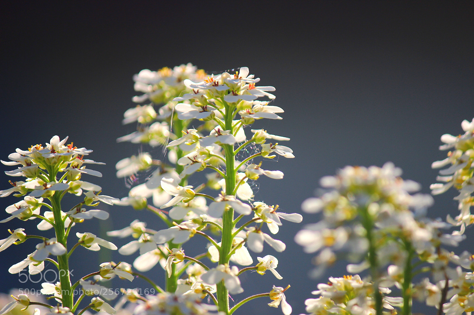 Canon EF-S 55-250mm F4-5.6 IS II sample photo. Img photography