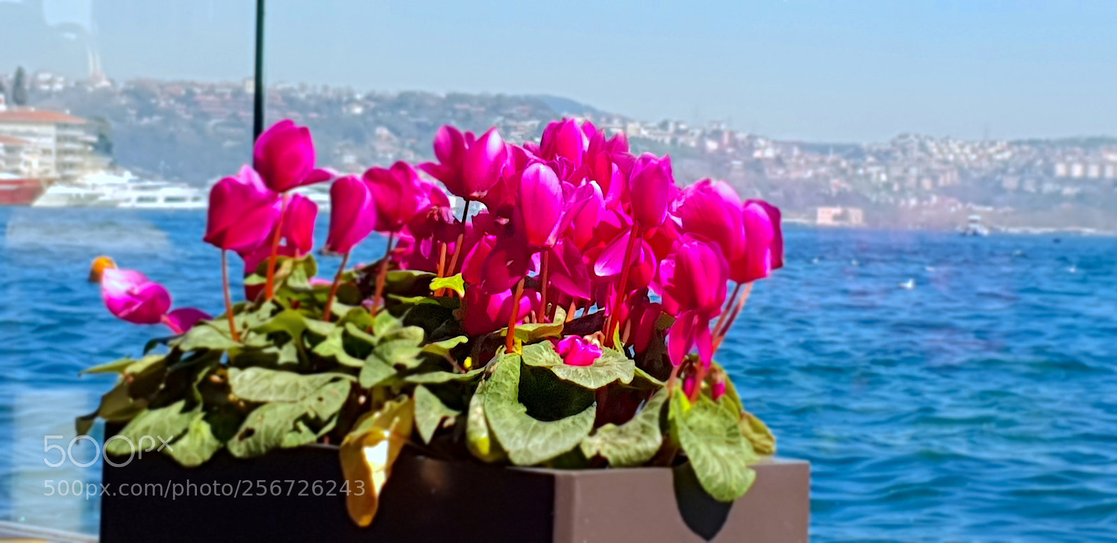 Samsung Galaxy S9+ sample photo. 20180405_141127.jpg photography