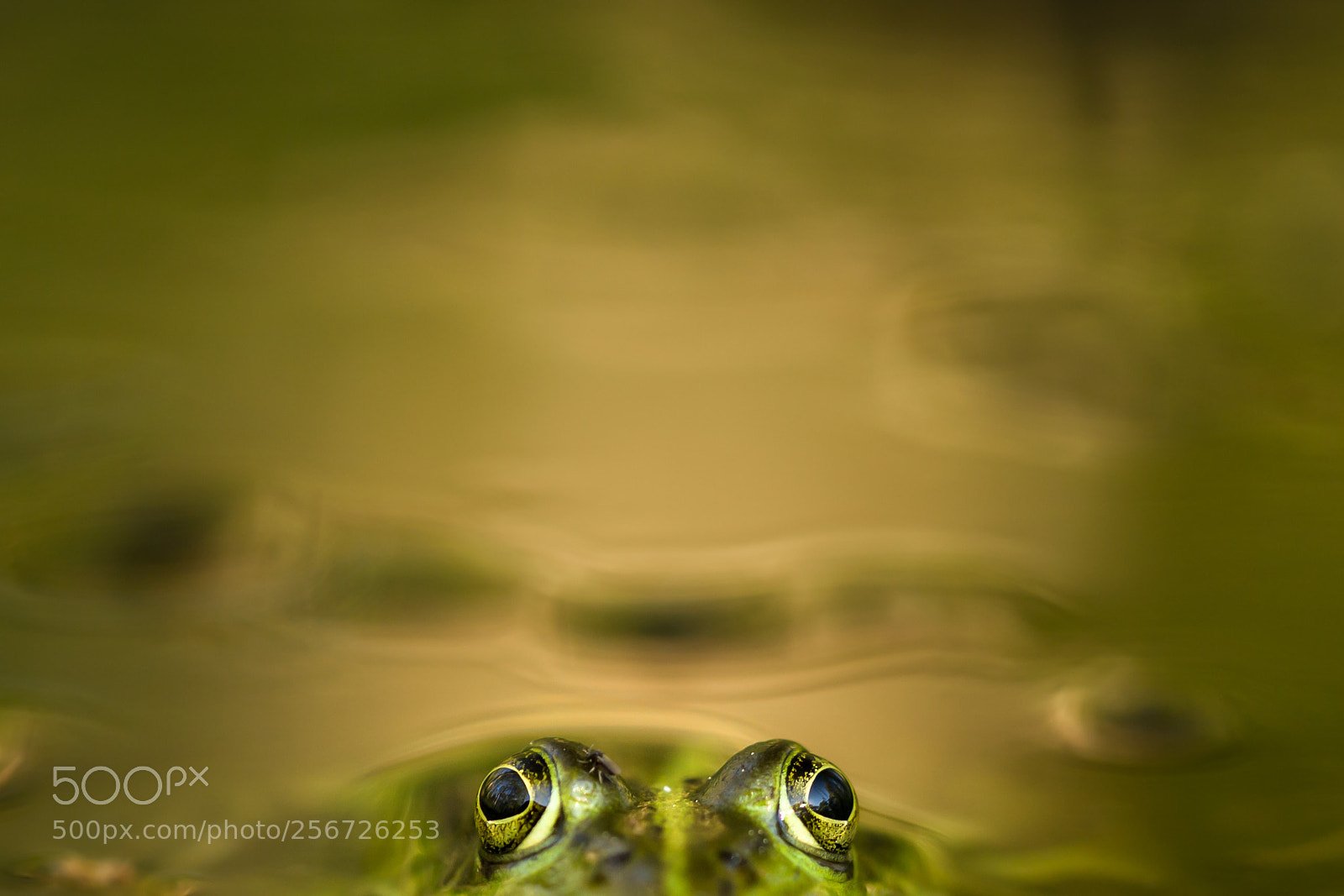 Canon EOS 6D sample photo. Stare down photography