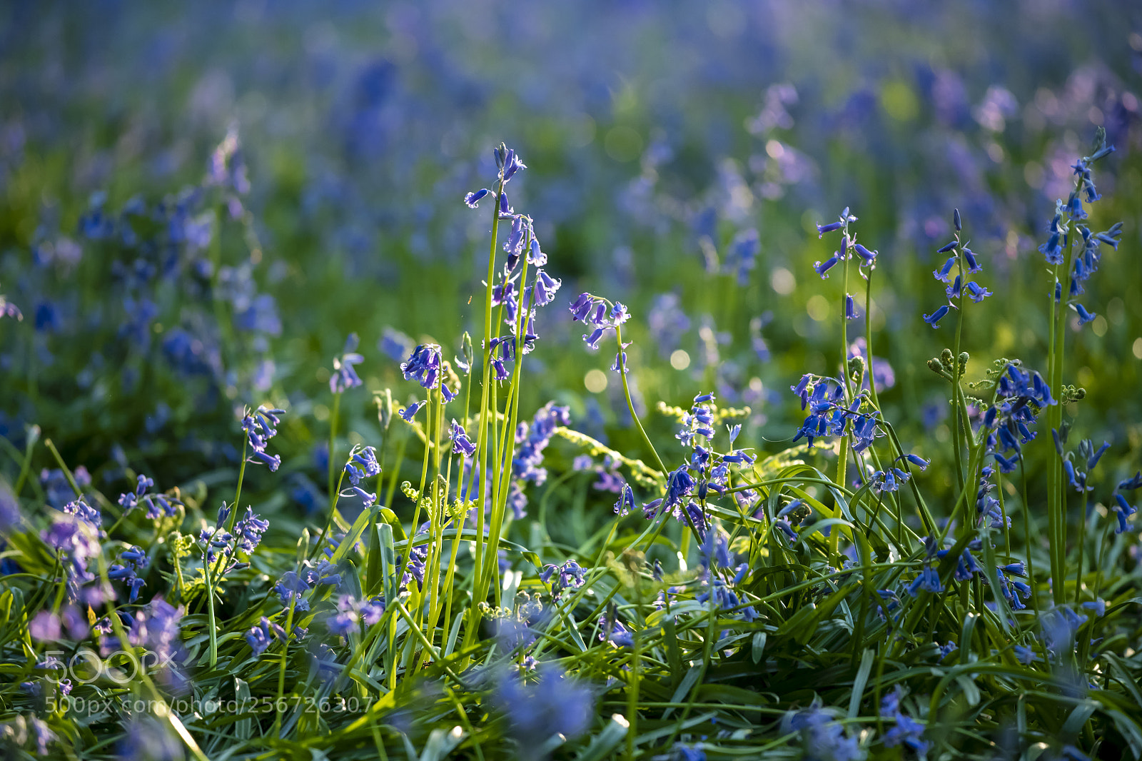 Nikon D850 sample photo. Entangled in blues photography