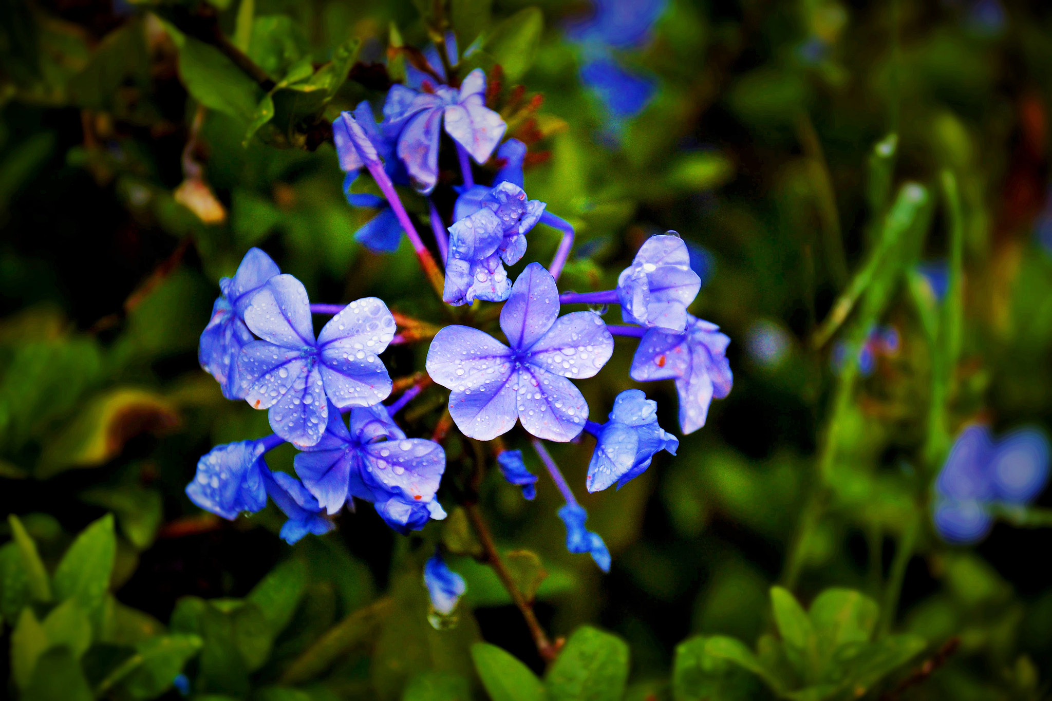 Nikon D3100 sample photo. Purple photography