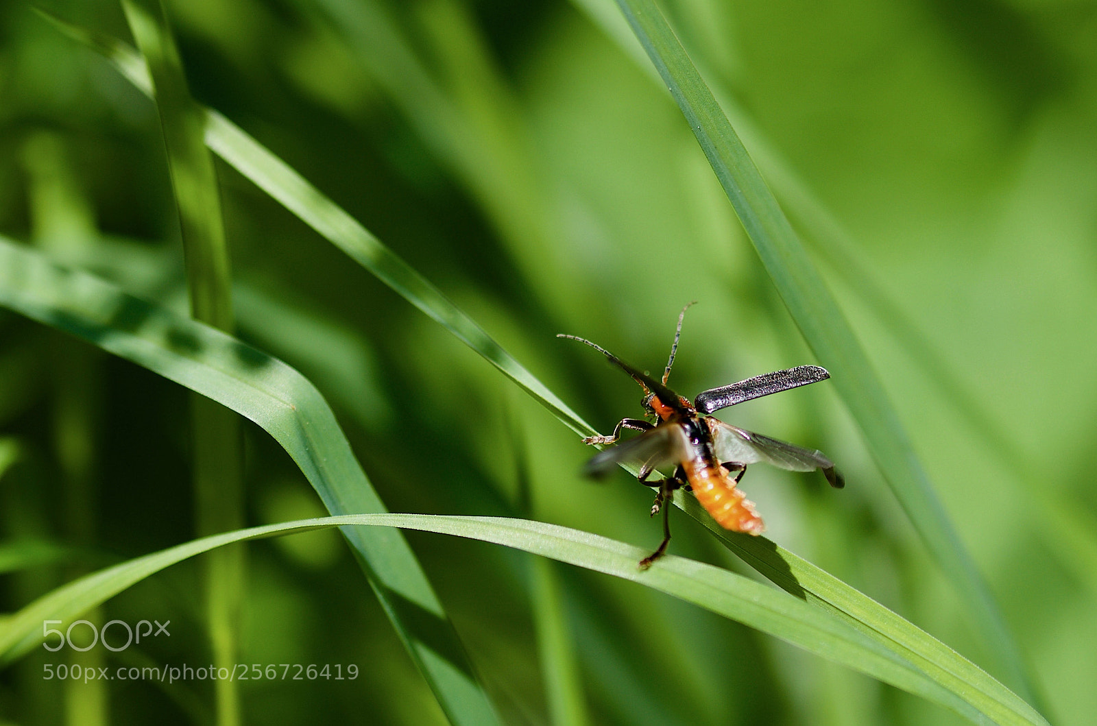 Nikon D7000 sample photo. Taking off photography
