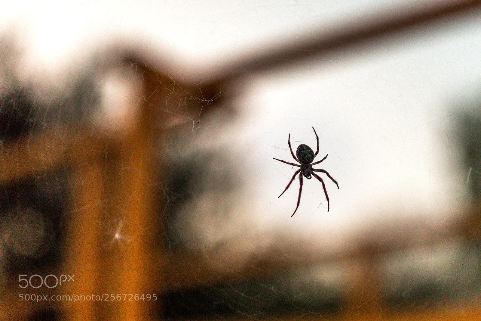 Canon EOS 70D sample photo. Aracnofobia  photography