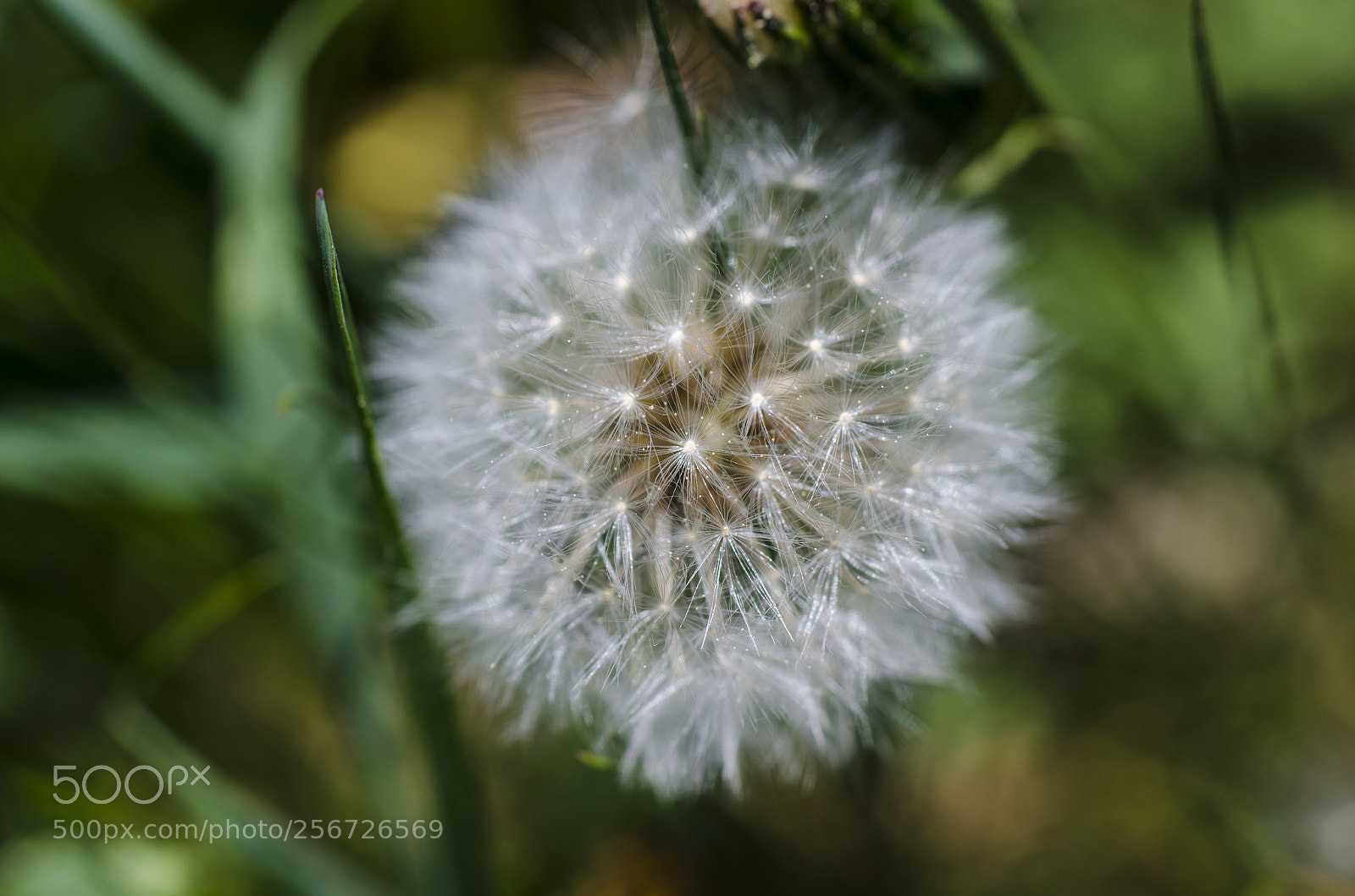 Nikon D7000 sample photo. Dandelion in spring photography