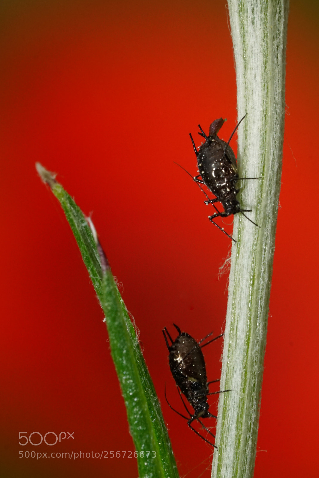 Sony a6000 sample photo. Lice in front of photography