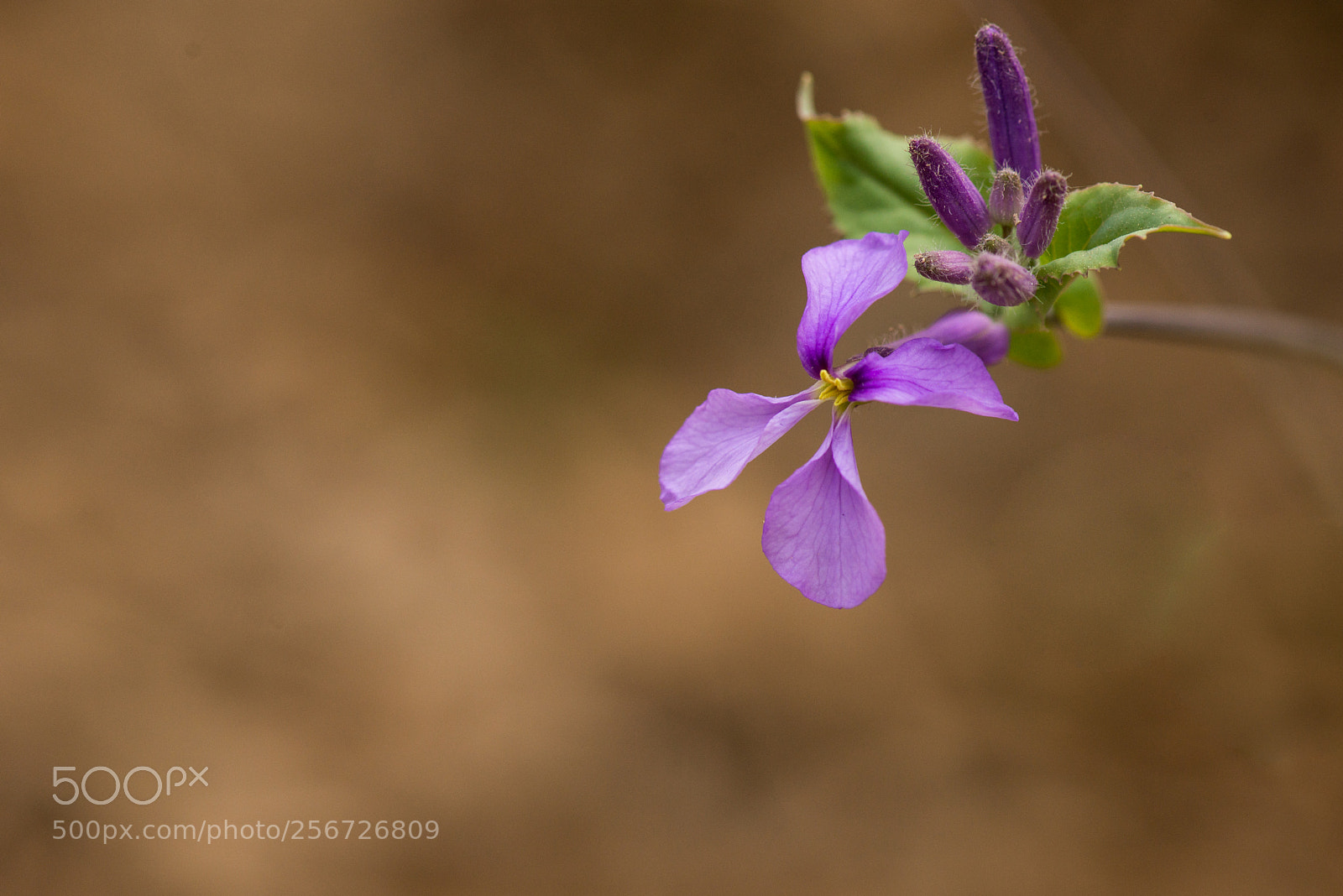 Nikon D800E sample photo. Violet orychophragmus photography