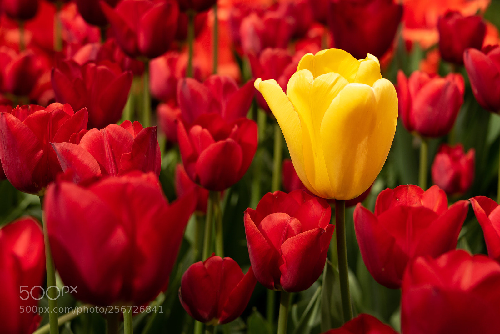 Nikon D750 sample photo. Standout photography