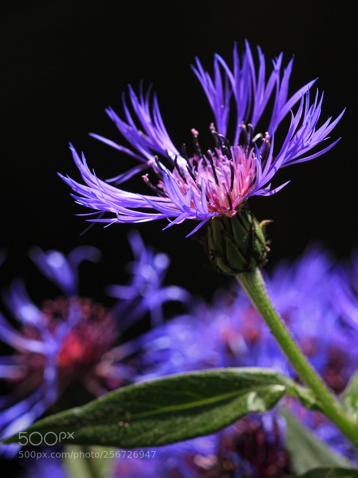 Canon EOS 7D sample photo. Blooming blue photography