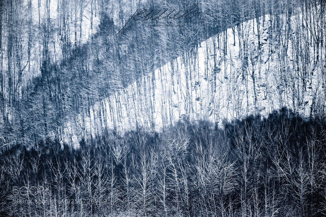 Canon EOS-1D X sample photo. Winter in carpathian mountains photography