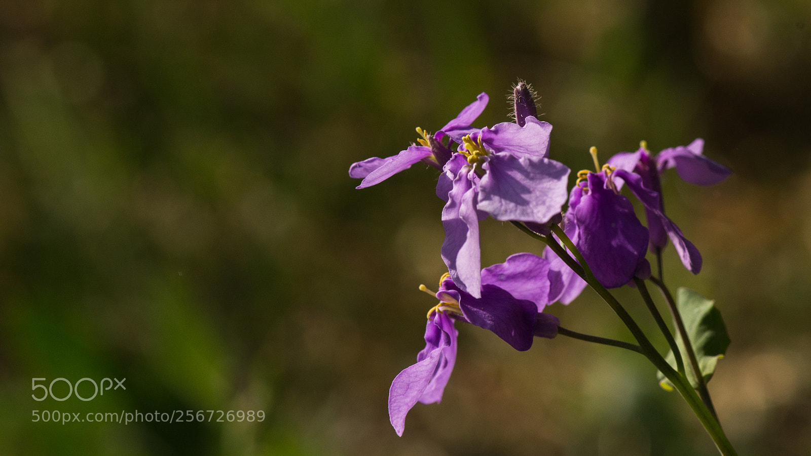 Nikon D800E sample photo. Violet orychophragmus photography