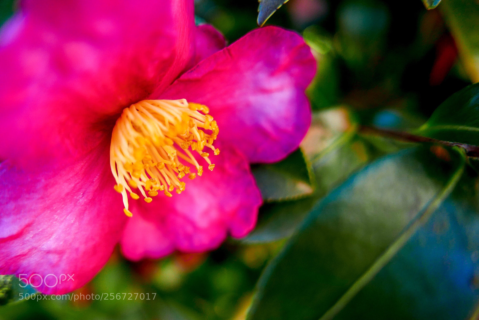 Leica D-Lux (Typ 109) sample photo. The garden camellia  photography