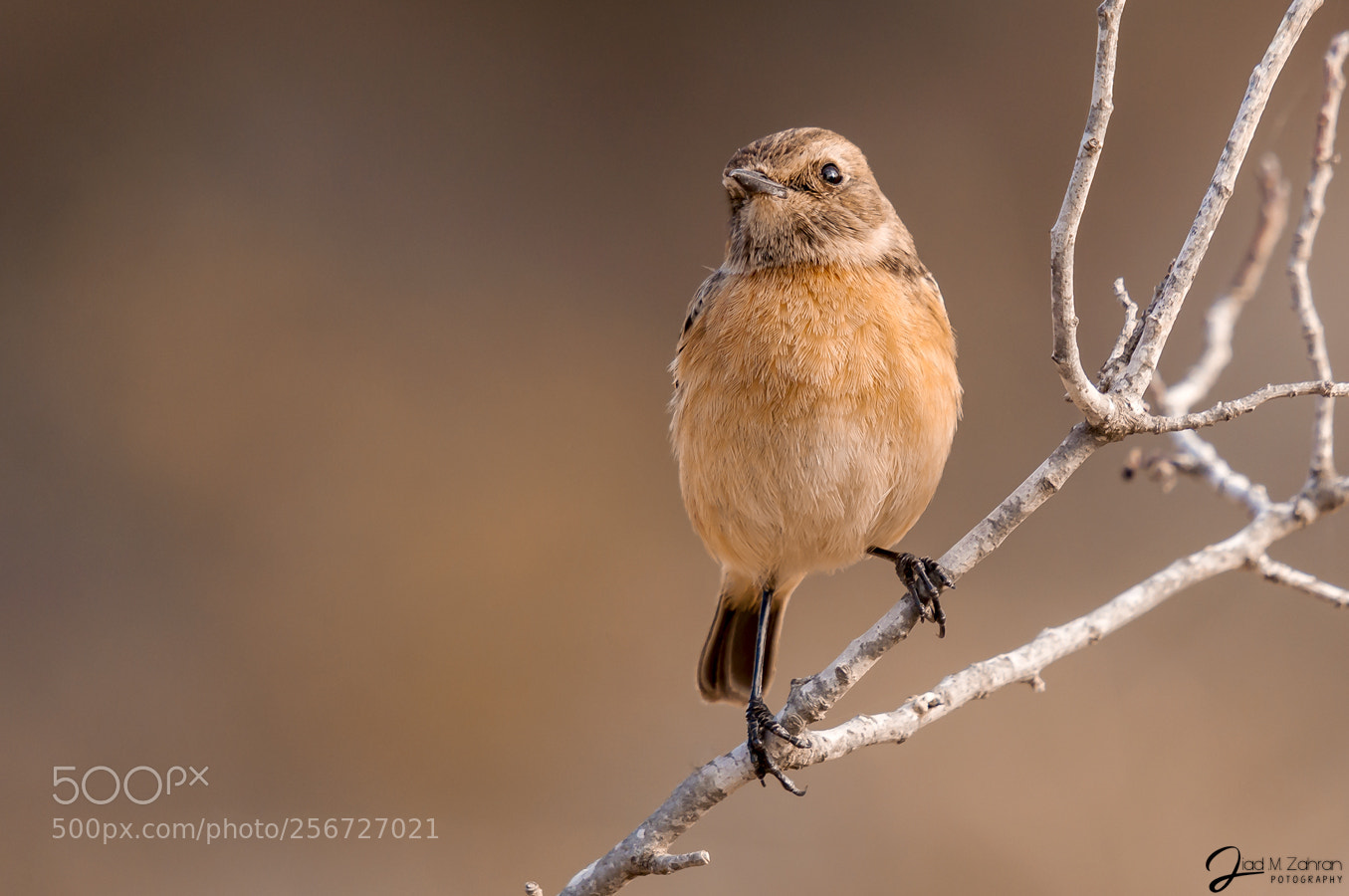 Nikon D90 sample photo. Common stonechat photography