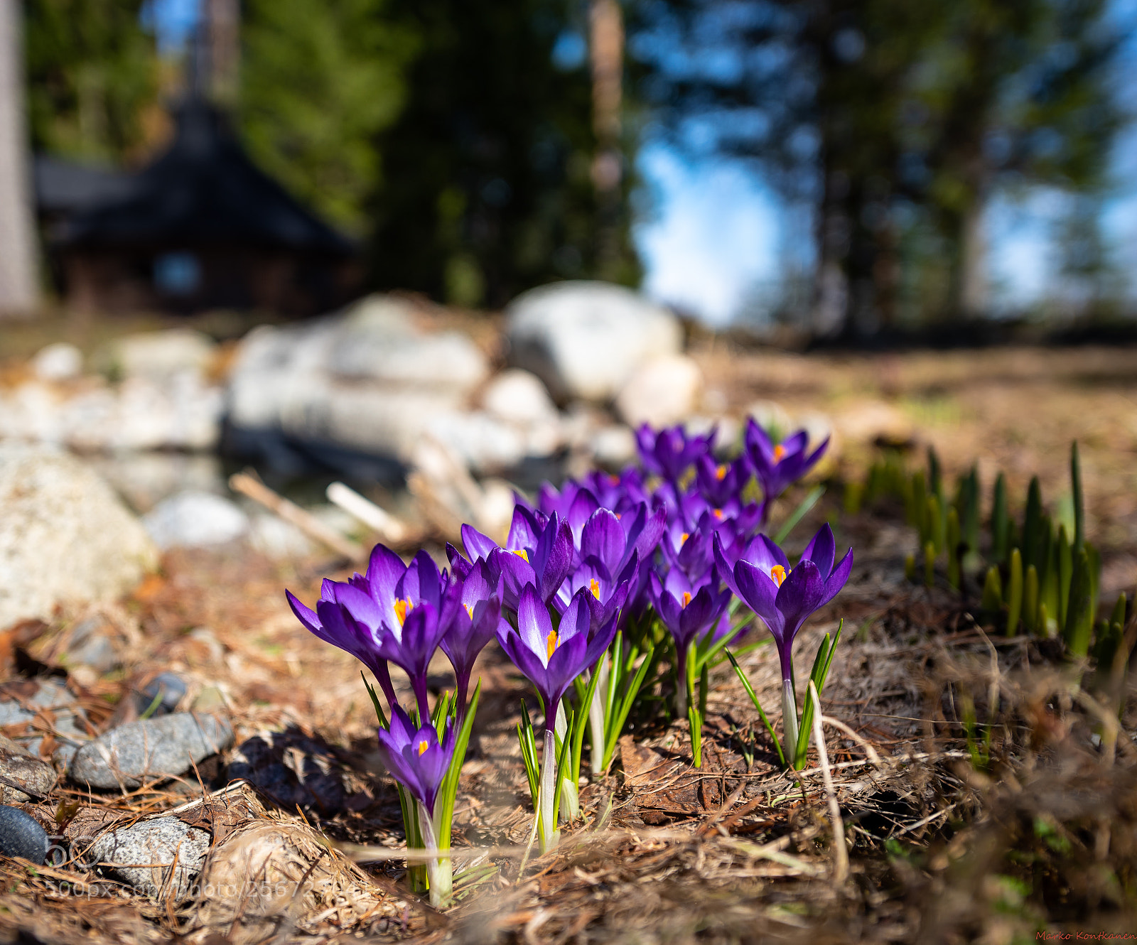 Nikon D810 sample photo. Flowers photography