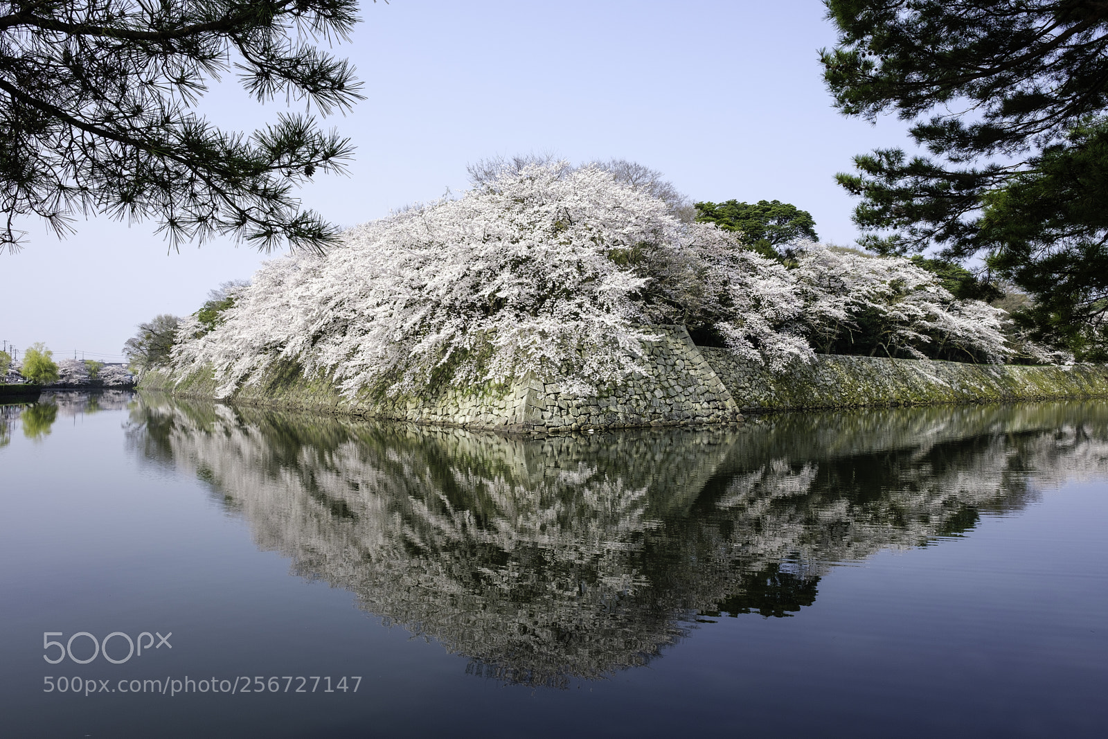 Fujifilm X-T2 sample photo. Japan-彥根城櫻花 photography